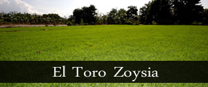 el toro zoysia grass honolulu
