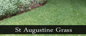 st augustine grass honolulu