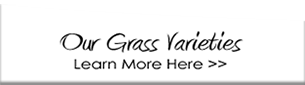 Our Grass- TifGrand® Certified Bermuda Hawaii