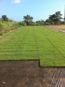 sod farm hawaii