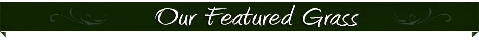 our featured grass varieties Our Grass- TifGrand® Certified Bermuda Hawaii