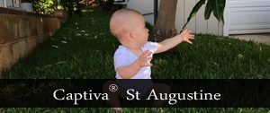 captiva st augustine grass oahu