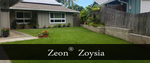 zeon zoysia grass oahu