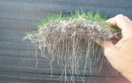 2-Zeon-plug-root-production-16-days-Bethel-Farms-b