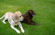 DOOLEY-SADIE-ZEON-b